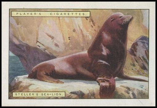 11 Steller's Sea Lion